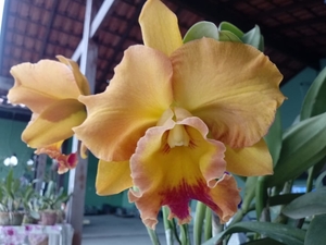 Orquidário Paraíso das Flores